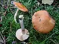 Cortinarius.caninus