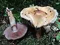 Cortinarius collinitus
