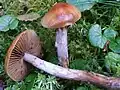 Cortinarius collinitus