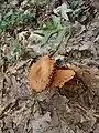 !!Cortinarius corrugatus!!