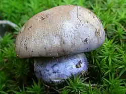 Cortinarius cyanites