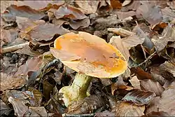 !!Cortinarius elegantissimus!!