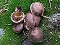 !Cortinarius evernius!