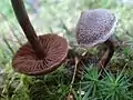 !!Cortinarius flexipes!!