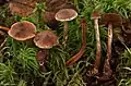 !Cortinarius flabellus!