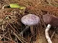 Cortinarius iodes