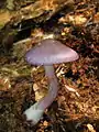 Cortinarius iodes