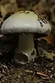 !Cortinarius largus!