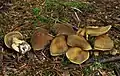 !Cortinarius melanotus!