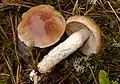 Cortinarius mucifluus