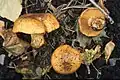 Cortinarius olearioides