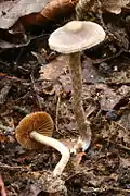!Cortinarius paleiferus!
