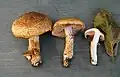Cortinarius pseudovulpinus