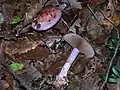 !Cortinarius rufo-olivaceus!