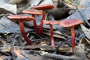 !!Cortinarius sanguineus!!