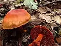 !!Cortinarius sanguineus!!