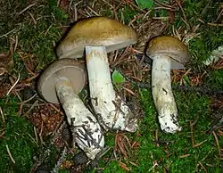!Cortinarius scaurus!