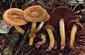 Cortinarius semisanguineus