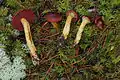 !!Cortinarius smithii!!