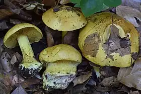 !!!Cortinarius splendens!!!