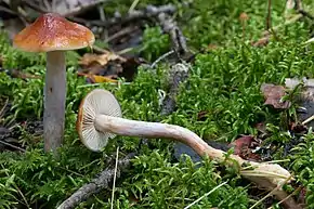Cortinarius stillatitius