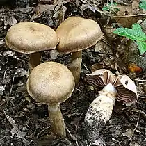 !Cortinarius torvus!