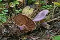 !!Cortinarius traganus!!