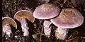 !!Cortinarius traganus!!