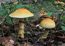 Cortinarius triumphans