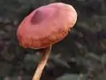 !!Cortinarius uliginosus!!