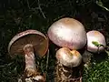 !Cortinarius variicolor!
