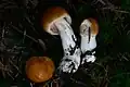 !Cortinarius vibratilis!