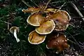 !Cortinarius vibratilis!