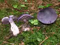 Cortinarius hercynicus