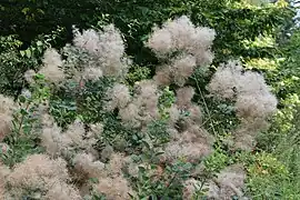 Scumpie(Cotinus coggyria)