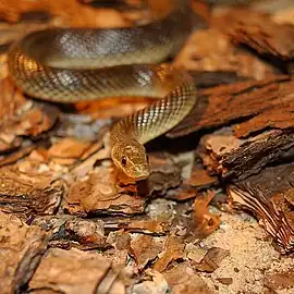 Photo d'une couleuvre d'Esculape.
