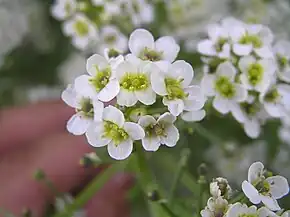Târtan (Crambe tataria)