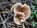 Crepidotus.mollis