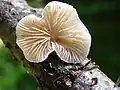 Crepidotus variabilis