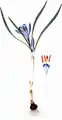Fries: Crocus vernus