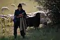Un cioban cu oile pe valea Lupși