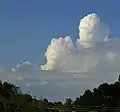 Cumulus congestus