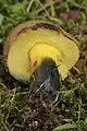Boletus pulverulentus