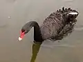 Cygnus atratus în Lacul Eco