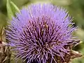 Cynara cardunculus