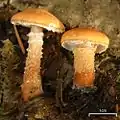 !Cystoderma granulosa!