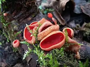 Sarcoscypha coccinea