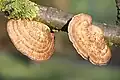 Daedaleopsis confragosa