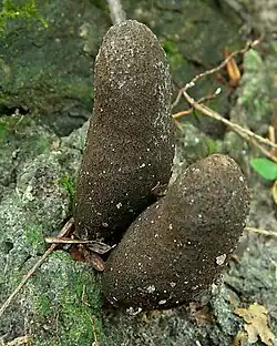 Xylaria polymorpha