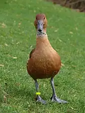 Rața arboricolă galbenă (Dendrocygna bicolor) are penajul fov